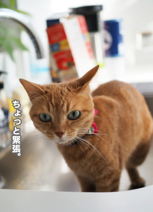 21日夕ブログ１２