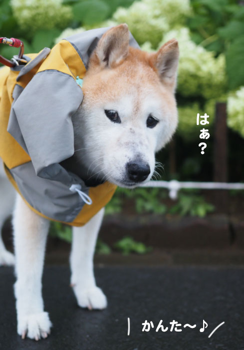 27日夕ブログ5