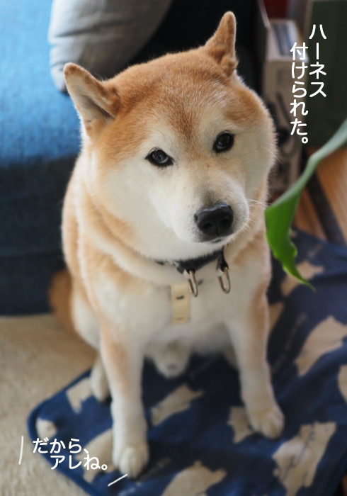9日ブログ５