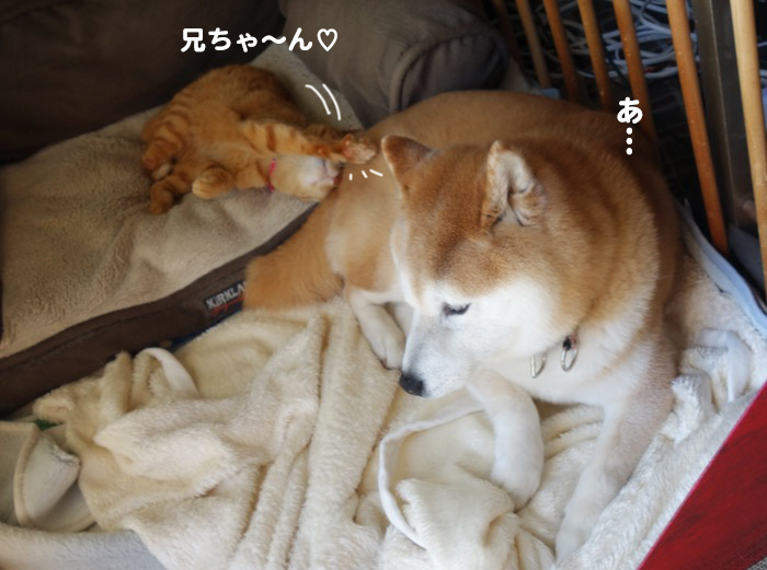 14日夕ブログ７