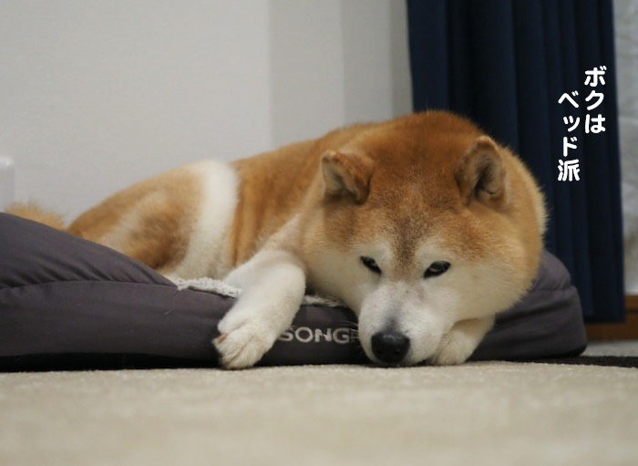 6日夕ブログ6