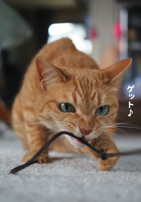 14日夕ブログ１２