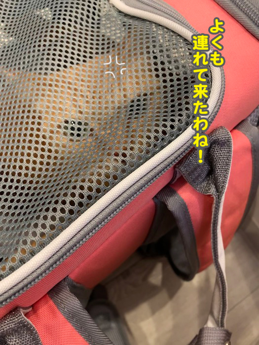 17日夕ブログ７