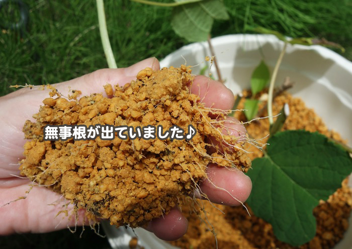 8日夕ブログ１５