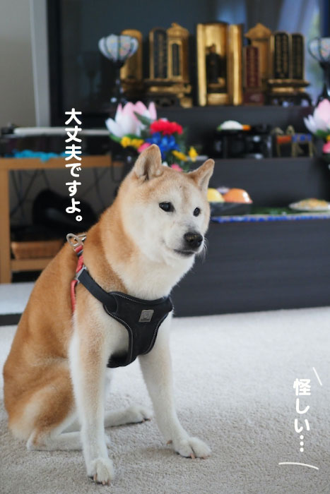 14日夕ブログ４