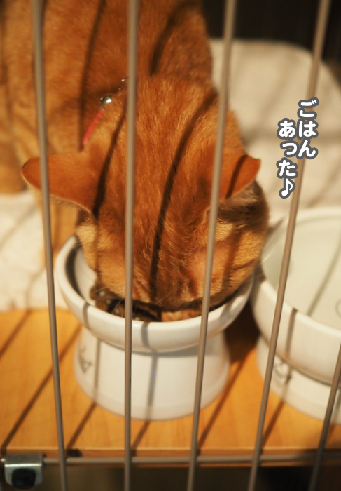10日夕ブログ６