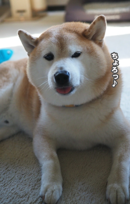 21日夕ブログ７