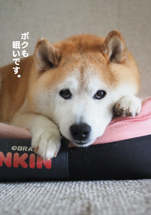 6日夕ブログ3