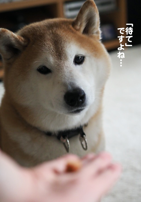 26日夕ブログ５