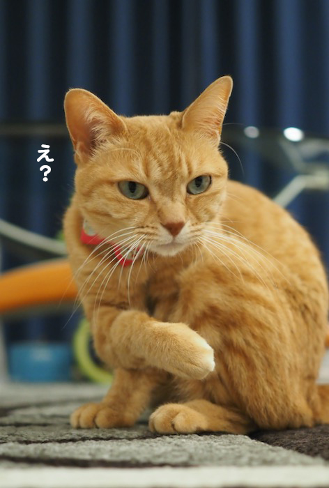 18日の夕ブログ2