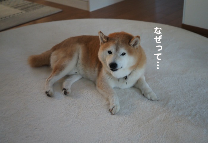 12日夕ブログ２