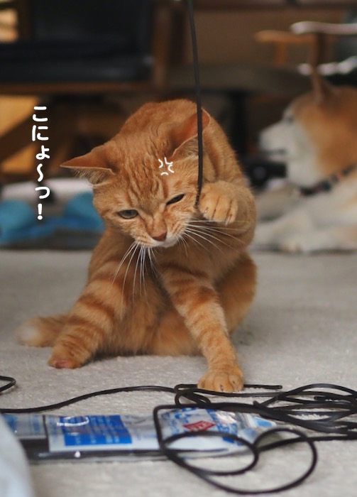 14日夕ブログ９