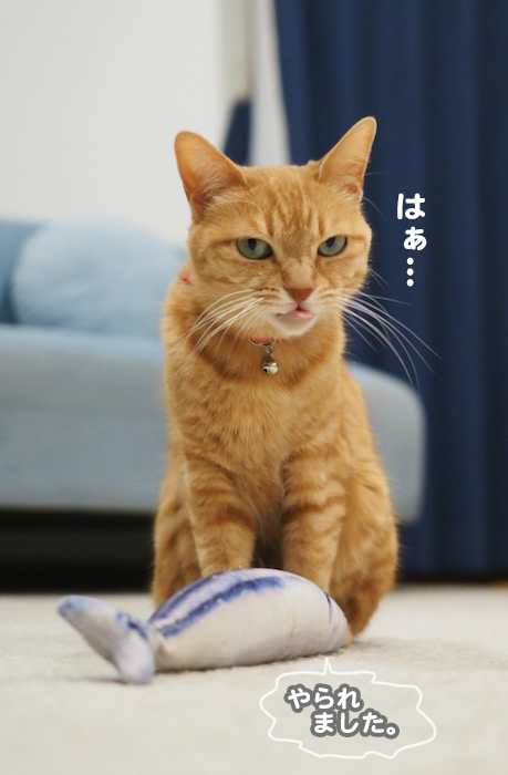 11日夕ブログ９