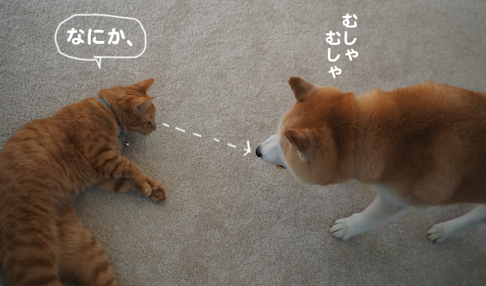 11日夕ブログ６