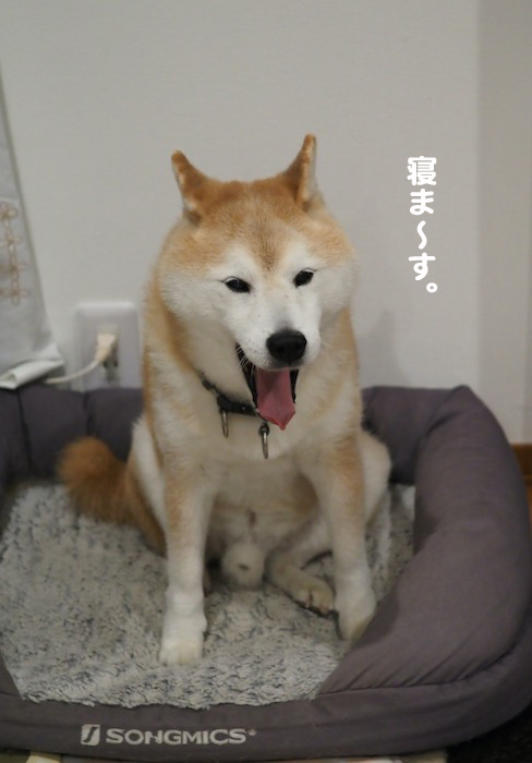 17日夕ブログ３