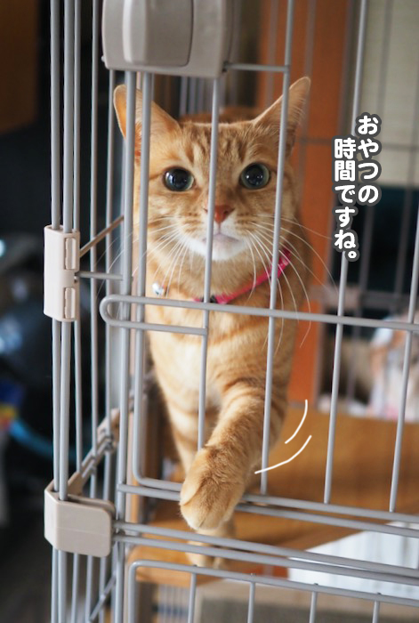 26日夕ブログ３