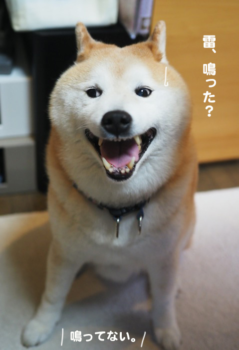 11日夕ブログ７