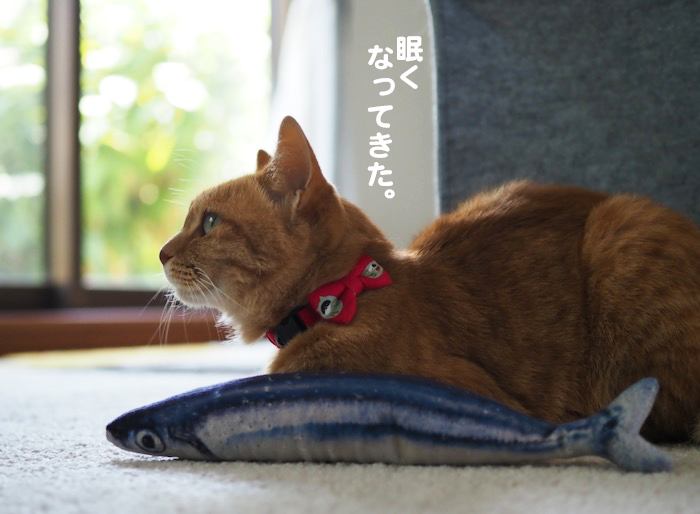 17日夕ブログ１１