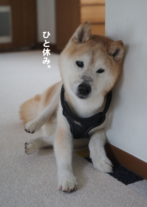 31日夕ブログ５