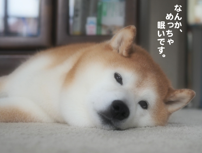 28日夕ブログ８