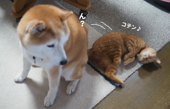 21日夕ブログ２
