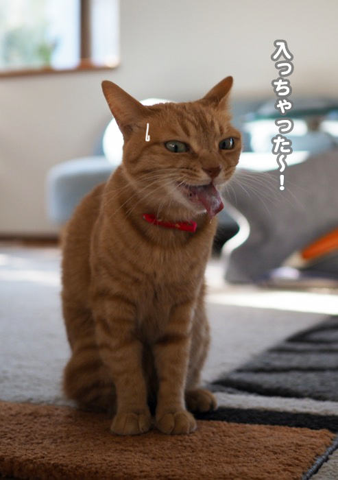 11日夕ブログ５