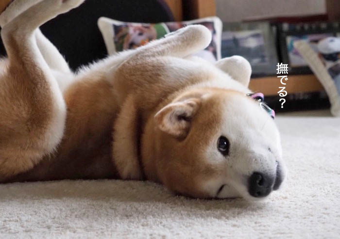 19日ブログ６