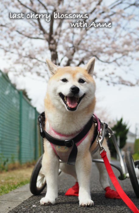 12日夕ブログ４