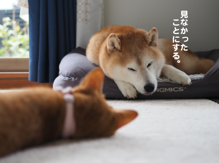19日夕ブログ５