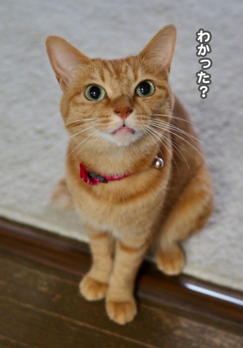 2日夕ブログ５