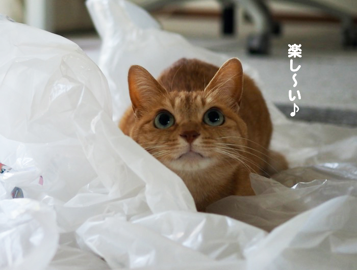 5日夕ブログ８