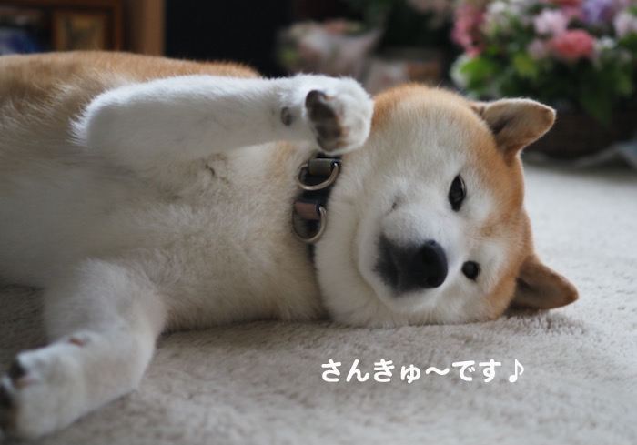 17日夕ブログ７