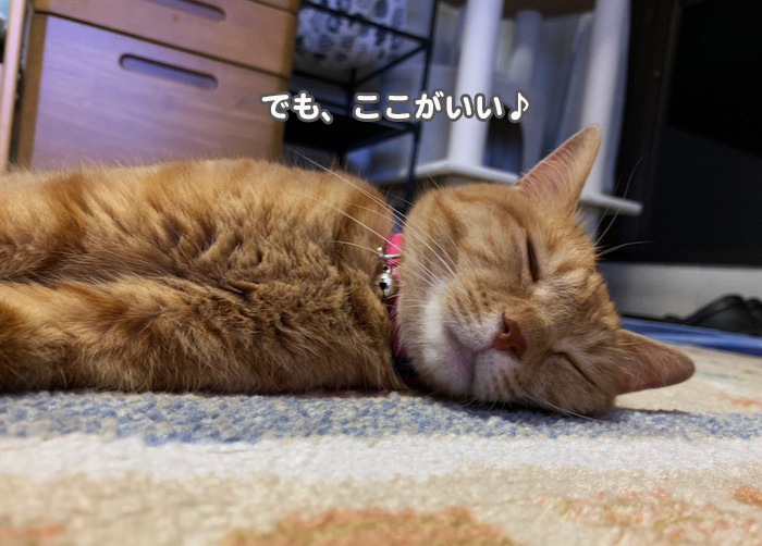 31日夕ブログ３