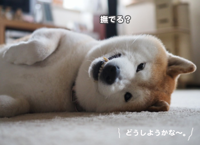 18日夕ブログ４