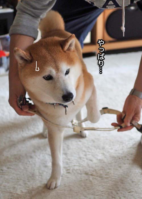 30日ブログ４
