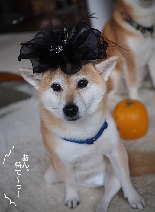 29日午後ブログ８