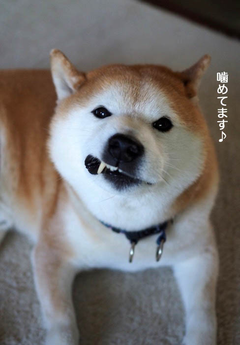 17日午後ブログ2