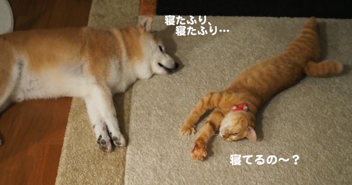 13日夕ブログ３