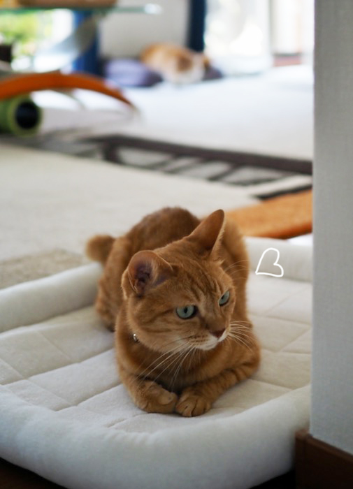 2日夕ブログ７