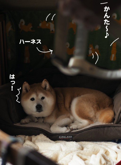 3日夕ブログ４