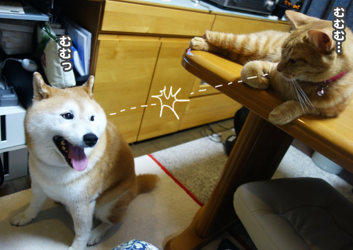 9日夕ブログ３