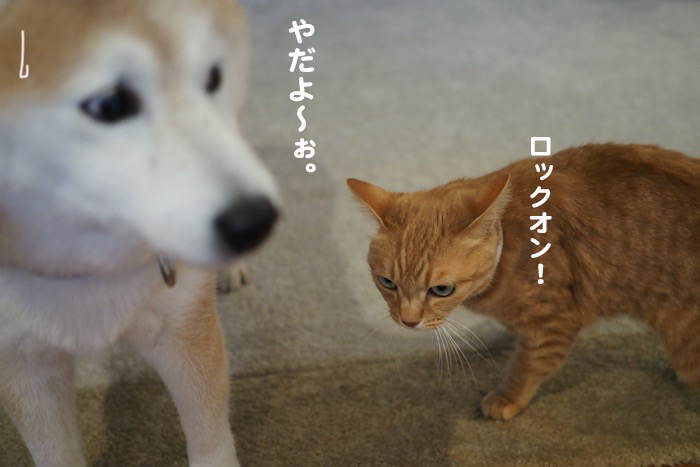 3日夕ブログ４