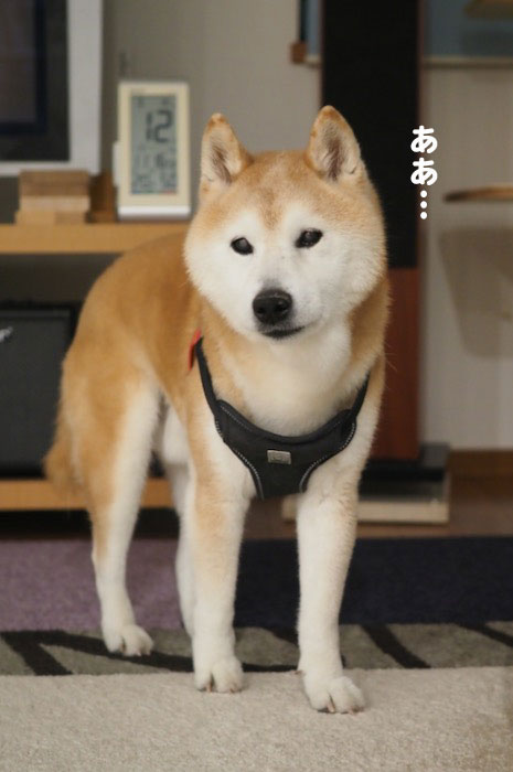 13日夕ブログ３