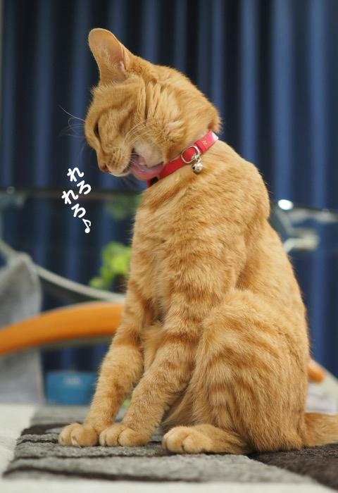 18日の夕ブログ5