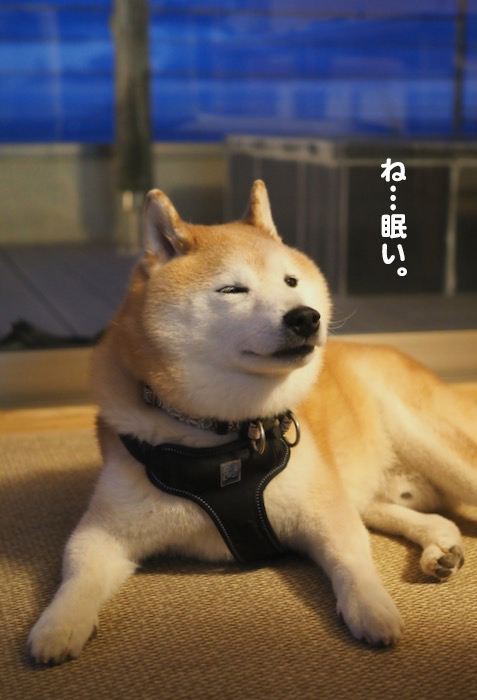 23日夕ブログ７