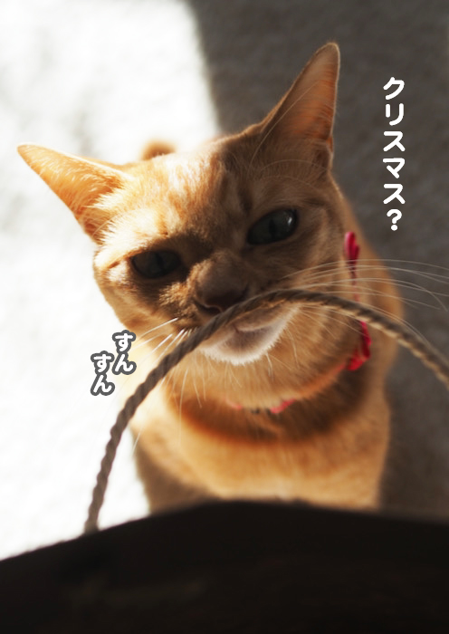 29日夕ブログ5