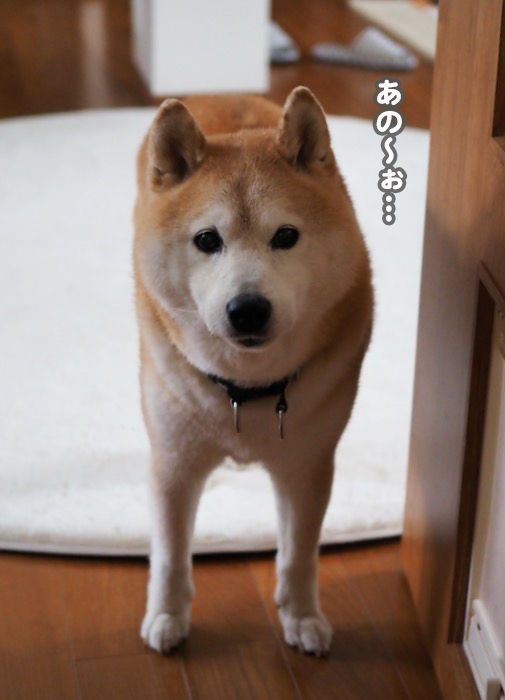 13日夕ブログ２