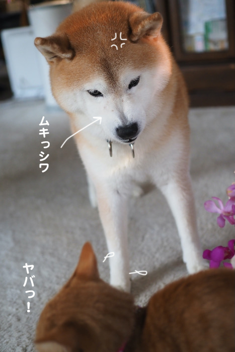 12日夕ブログ７