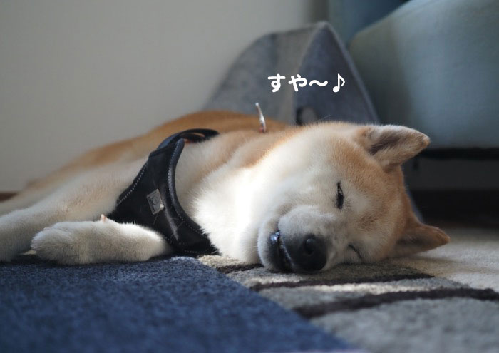13日ブログ１