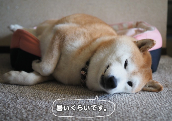 26日夕ブログ６